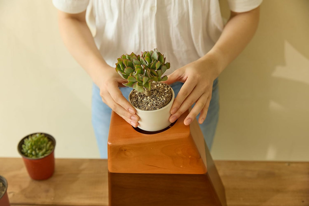AspenStudio Plant Urn for Adult Human Ashes Cremation Wooden Urn by Aspen Studio