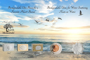 Biodegradable Urn for Scattering Cremated Ashes in Ocean Water, Ground or Sea Burial, Earth Friendly Eco Urn for Human Ashes (Oceanside Shell Coral Floating Urn)