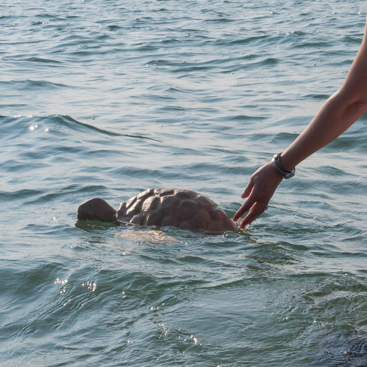 Paper Turtle Biodegradable Cremation Urn for Ashes, Earth Friendly Urn for Ground or Sea Burial, Eco Urn for Ashes, Adult Size Cremation Urn, 15.75" L x 17.75" W x 5.25" H