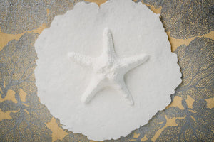 The Favorite Place Biodegradable Urn for Human Ashes, Small Starfish Urn Box with Silver Coral